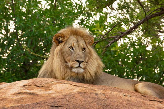 Portrait eines männlichen Löwens