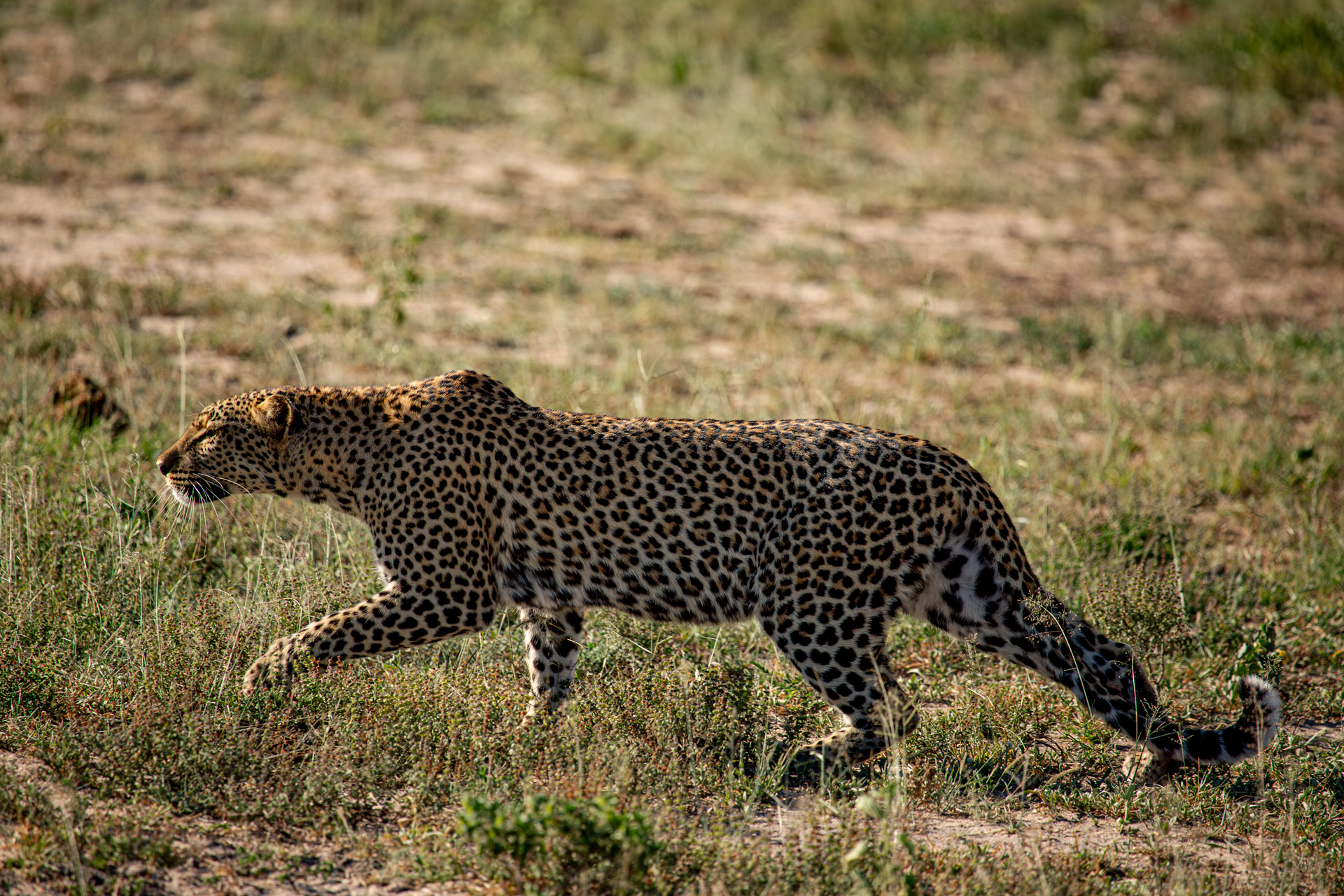 Video zeigt Löwenrudel, welches sich ausruht, Bild zeigt eine Leopardin, die die Savanne durchstreift.