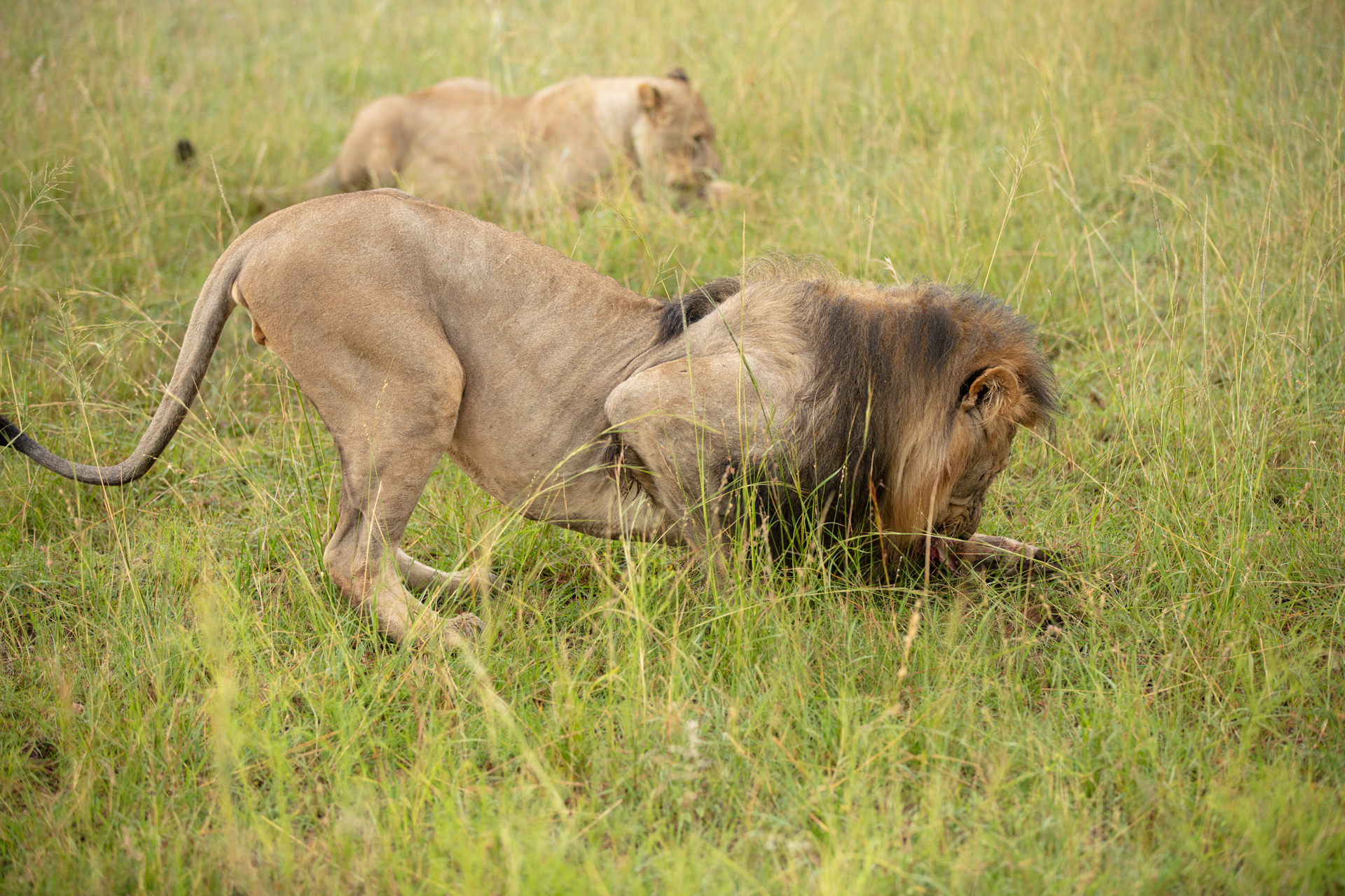 Video zeigt Löwen beim Fressen, Bild zeigt eine Momentaufnahme der Löwen beim Fressen